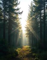 A serene illustration of a dense forest with tall pine trees, bathed in sunlight filtering through the canopy. Perfect for nature-themed projects, environmental campaigns photo