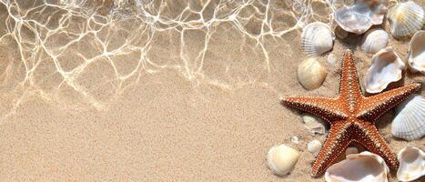 Seashells and starfish on sandy beach with clear water photo