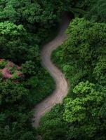 Winding path through lush green forest photo