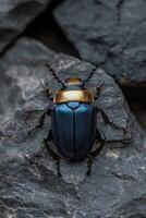Closeup of a metallic blue and gold beetle on a rock photo