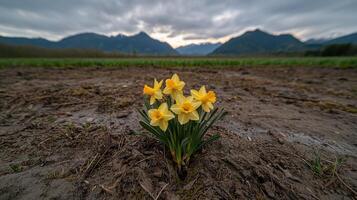 Daffodils in a field with mountains in the background photo