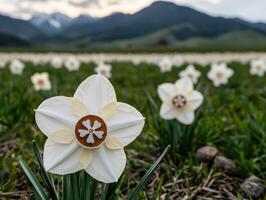 Close up of a white daffodil in a field with mountains in the background photo