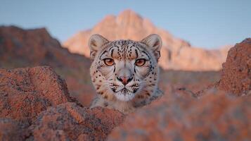 Snow leopard peering from behind rocks in mountainous terrain photo