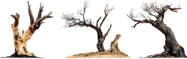 Three Dead Trees Isolated Against White Background photo