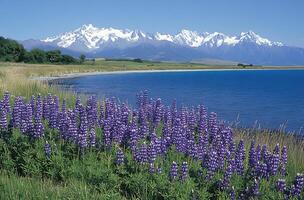 Lupines bloom near a lake with snow capped mountains in the background photo