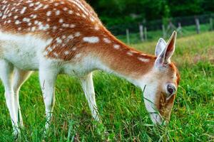 Fawn grazing peacefully in a lush green field during a sunny afternoon in a rural setting near a forested area photo