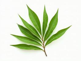 Branch with vibrant green leaves arranged in a fanned-out pattern on white background. Minimalistic botanical composition photo