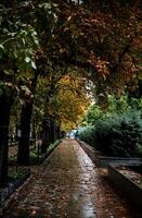 a path paved with dark stone tiles in a city park. chestnut trees and green cypresses grow. it rained. it's autumn outside. yellow leaves lie on the road.yellow leaves lie on the walking path photo