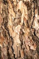 landscape background texture of a tree. High quality photo, bark of a pine tree close-up on a sunny day. its entire structure is visible. photo