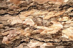 bark of a pine tree close-up on a sunny day. its entire structure is visible. bark of a tree of a warm shade, with a brown shade, photo taken horizontally