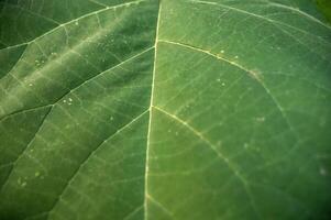 A close up of a green plant. High quality photo, a large green leaf shot close-up. veins go perpendicular to the ground. the photo was taken horizontally
