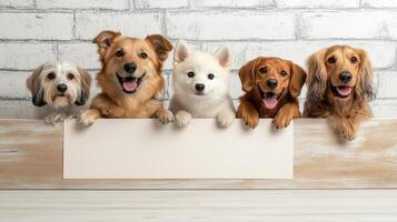 Cute dogs posing together with blank sign for adoption event promotion photo