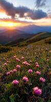 A picturesque scene of a field of pink flowers with a stunning sunset in the background. The sun is setting behind the mountains, casting a warm glow over the landscape photo