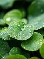 A group of green leaves with water droplets on them. The leaves are arranged in a way that creates a sense of depth and texture, with some leaves overlapping others photo