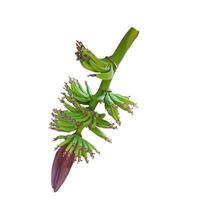 bunch of green bananas isolated on white background. photo