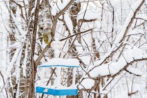 A bird sitting on a tree branch in the snow photo