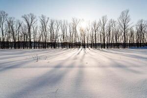 A field of trees in the snow with the sun shining through photo