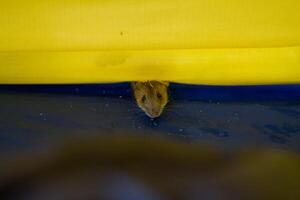A mouse is peeking out from under a yellow and blue tent photo
