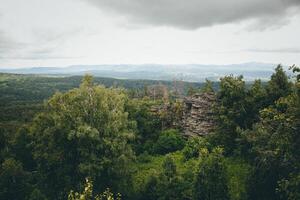 A view of the forest from a hill photo