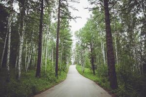 A road through a forest with trees on both sides photo
