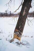 A tree with a hole in it and a fire hydrant photo