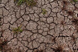 A close up of a dried up area with plants photo