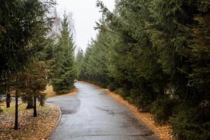 A road lined with trees and a wet road photo