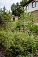 A large green bush photo