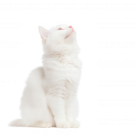 A curious white cat looking upward with a playful expression and soft fur. png