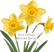 Beautiful daffodil representing yellow spring charm, renewal, and flower elegance. . png