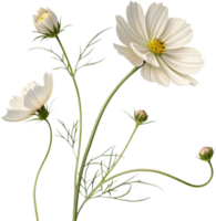 Graceful Cosmos Flower Clipart for Artistic Projects and Design. . png