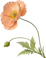 Captivating Red Poppy Bloom with Graceful Motion. . png
