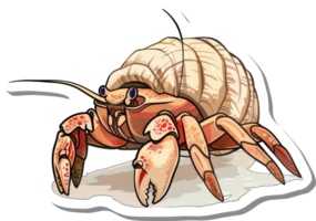 A Colorful Hermit Crab Carries Its Shell Home png