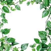 Green leaves frame on a bright white background for a fresh and natural look in design projects, Green Leaves Frame on white background png