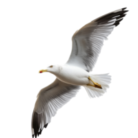 Seagull soaring through the sky with wings outstretched and a clear background enhancing its graceful flight, Seagull in flight isolated on a transparent background png
