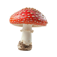 Vivid red jequirity mushroom with white spots on isolated Transparent background showcasing its unique features, Jequirityisolated on background png