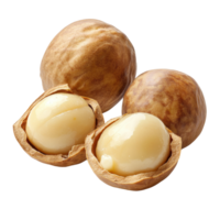 Discover the unique features of macadamia nuts isolated on a bright Transparent background, macadamiaisolated on background png