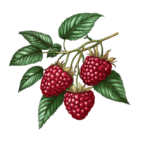 Fresh raspberries with green leaves isolated on a Transparent background showcasing their vibrant color and texture, Raspberry Isolated on background png