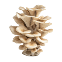 Oyster mushroom cluster displayed on a clean Transparent background showcasing its unique shape and texture, Oyster Mushroom Cluster on background png