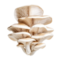 Oyster mushroom cluster showcasing delicate gills and creamy white caps on a clean background, Oyster Mushroom on Transparent background png