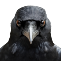 Closeup view of a crow showcasing striking features against a Transparent background, crow face shot isolated on background png