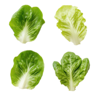 Fresh lettuce leaves displayed on a clean Transparent background for culinary inspiration and healthy eating choices, Lettuce leaves isolated on background png