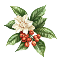 Fresh coffee flower and berries isolated against a plain white background, fresh coffee flowerisolated on white background png