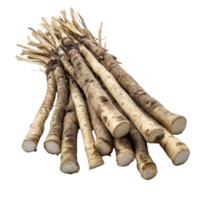Fresh burdock roots displayed on a clean white surface for culinary use and health benefits, Fresh Burdock roots isolated on white background png