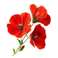 Closeup view of vibrant red flowers showcasing intricate details on a pure Transparent background, Closeup view wilted lotus flowers isolated on background png