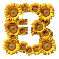 Sunflowers creatively arranged to form letters E, F, G, and H against a white background, Image sunflowers arranged in letters EFGH isolated on white background png
