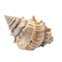 Isolated seashell resting on a Transparent background showcasing its intricate natural patterns and textures, Isolated seashell on White background png