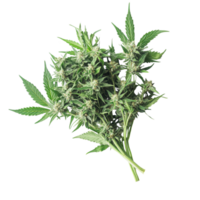 Marijuana plants displayed on a white surface showcasing natural growth and vibrant leaves, bunch marijuana plants on a white surface png