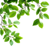 Closeup of fresh green leafy branches against a bright Transparent background showcasing natures details, Closeup view green leafy branches isolated on background png