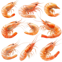 Various shrimps isolated on a Transparent background showcasing their vibrant colors and distinct features, Shrimps isolated on background png